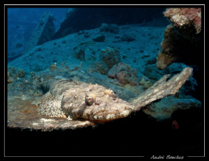 Poisson crocodile sur l'épave du Thistlegorm by André Bruchez 